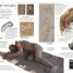 DK Eyewitness Books: Fossil - thumbnail of spread image 2 Thumbnail image of DK Eyewitness Books: Fossil - 2