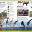 First Animal Encyclopedia - thumbnail of spread image 3 Thumbnail image of First Animal Encyclopedia - 3