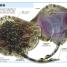 DK Pocket Eyewitness Sharks - thumbnail of spread image 2 Thumbnail image of DK Pocket Eyewitness Sharks - 2