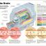 How the Brain Works - thumbnail of spread image 4 Thumbnail image of How the Brain Works - 4