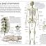 Human Body - thumbnail of spread image 3 Thumbnail image of Human Body - 3