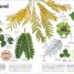 Trees, Leaves, Flowers & Seeds - thumbnail of spread image 3 Thumbnail image of Trees, Leaves, Flowers & Seeds - 3