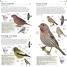 American Museum of Natural History: Pocket Birds of North America, Eastern Region - thumbnail of spread image 4 Thumbnail image of American Museum of Natural History: Pocket Birds of North America, Eastern Region - 4