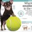 It Can't Be True! Animals! - thumbnail of spread image 4 Thumbnail image of It Can't Be True! Animals! - 4
