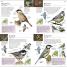 RSPB Pocket Garden Birdwatch - thumbnail of spread image 3 Thumbnail image of RSPB Pocket Garden Birdwatch - 3