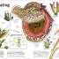 Trees, Leaves, Flowers & Seeds - thumbnail of spread image 5 Thumbnail image of Trees, Leaves, Flowers & Seeds - 5