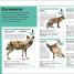 Mammals - thumbnail of spread image 3 Thumbnail image of Mammals - 3