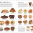 Mushrooms - thumbnail of spread image 2 Thumbnail image of Mushrooms - 2