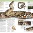 Nature Guide Snakes and Other Reptiles and Amphibians - thumbnail of spread image 4 Thumbnail image of Nature Guide Snakes and Other Reptiles and Amphibians - 4