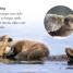 DK Readers L1: Sea Otters - thumbnail of spread image 4 Thumbnail image of DK Readers L1: Sea Otters - 4