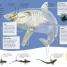 DKfindout! Sharks - thumbnail of spread image 4 Thumbnail image of DKfindout! Sharks - 4