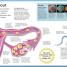 My Amazing Body Machine - thumbnail of spread image 4 Thumbnail image of My Amazing Body Machine - 4