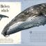 An Anthology of Intriguing Animals - thumbnail of spread image 5 Thumbnail image of An Anthology of Intriguing Animals - 5