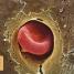 Human Body A Children's Encyclopedia - thumbnail of spread image 4 Thumbnail image of Human Body A Children's Encyclopedia - 4