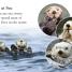 Sea Otters - thumbnail of spread image 2 Thumbnail image of Sea Otters - 2