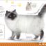 The Everything Book of Cats and Kittens - thumbnail of spread image 1 Thumbnail image of The Everything Book of Cats and Kittens - 1