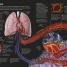 The Concise Human Body Book - thumbnail of spread image 3 Thumbnail image of The Concise Human Body Book - 3