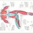Science of Yoga - thumbnail of spread image 4 Thumbnail image of Science of Yoga - 4