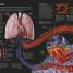 The Concise Human Body Book - thumbnail of spread image 4 Thumbnail image of The Concise Human Body Book - 4