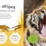 The Incredible Fold-Out Book of Animals - thumbnail of spread image 2 Thumbnail image of The Incredible Fold-Out Book of Animals - 2