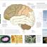 The Brain Book - thumbnail of spread image 5 Thumbnail image of The Brain Book - 5