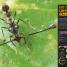 SuperBug - thumbnail of spread image 1 Thumbnail image of SuperBug - 1