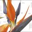 Flora - thumbnail of spread image 9 Thumbnail image of Flora - 9