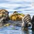 Ocean: A Visual Encyclopedia - thumbnail of spread image 3 Thumbnail image of Ocean: A Visual Encyclopedia - 3