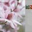 RHS Encyclopedia Of Plants and Flowers - thumbnail of spread image 6 Thumbnail image of RHS Encyclopedia Of Plants and Flowers - 6
