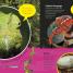 The Incredible Fold-Out Book of Animals - thumbnail of spread image 3 Thumbnail image of The Incredible Fold-Out Book of Animals - 3