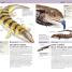 Nature Guide Snakes and Other Reptiles and Amphibians - thumbnail of spread image 2 Thumbnail image of Nature Guide Snakes and Other Reptiles and Amphibians - 2
