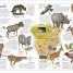 The Animal Atlas - thumbnail of spread image 2 Thumbnail image of The Animal Atlas - 2