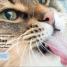Cats - thumbnail of spread image 4 Thumbnail image of Cats - 4