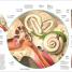 Human Anatomy - thumbnail of spread image 3 Thumbnail image of Human Anatomy - 3