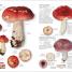 Mushrooms - thumbnail of spread image 4 Thumbnail image of Mushrooms - 4