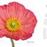 The Flower Book - thumbnail of spread image 2 Thumbnail image of The Flower Book - 2