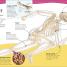 Did You Know? Science - thumbnail of spread image 4 Thumbnail image of Did You Know? Science - 4
