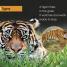 DK Readers L1: Jungle Animals - thumbnail of spread image 2 Thumbnail image of DK Readers L1: Jungle Animals - 2