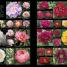 RHS Encyclopedia of Plants and Flowers - thumbnail of spread image 3 Thumbnail image of RHS Encyclopedia of Plants and Flowers - 3