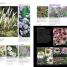 RHS Encyclopedia of Plants and Flowers - thumbnail of spread image 4 Thumbnail image of RHS Encyclopedia of Plants and Flowers - 4