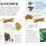 Butterflies and Moths - thumbnail of spread image 3 Thumbnail image of Butterflies and Moths - 3