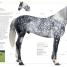 The Horse Encyclopedia - thumbnail of spread image 4 Thumbnail image of The Horse Encyclopedia - 4