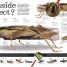 Everything You Need to Know About Bugs - thumbnail of spread image 2 Thumbnail image of Everything You Need to Know About Bugs - 2
