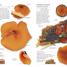 Mushrooms & Toadstools - thumbnail of spread image 2 Thumbnail image of Mushrooms & Toadstools - 2