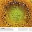 Trees, Leaves, Flowers & Seeds - thumbnail of spread image 6 Thumbnail image of Trees, Leaves, Flowers & Seeds - 6