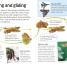 Butterflies and Moths - thumbnail of spread image 3 Thumbnail image of Butterflies and Moths - 3