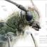 Zoology - thumbnail of spread image 4 Thumbnail image of Zoology - 4