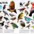 The Animal Book - thumbnail of spread image 4 Thumbnail image of The Animal Book - 4