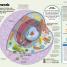 How the Body Works - thumbnail of spread image 3 Thumbnail image of How the Body Works - 3