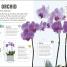 Happy Orchid - thumbnail of spread image 5 Thumbnail image of Happy Orchid - 5
